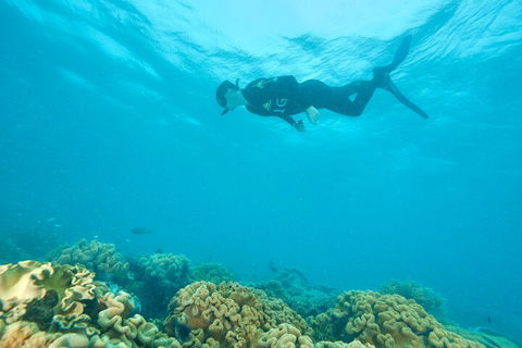 Ocean Freedom Great Barrier Reef Personal Luxury Snorkel & Dive Cruise, Cairns - Pubs Melbourne 5