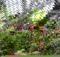 Australian Butterfly Sanctuary - Pubs Melbourne