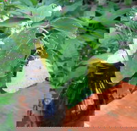 Australian Butterfly Sanctuary- Virtual Interactive Tour With Private Guide - Pubs Melbourne