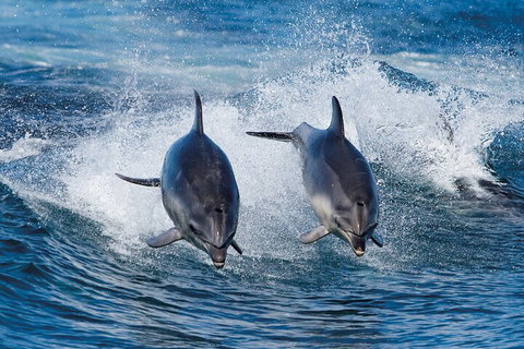 Full-Day Bruny Island Cruises Day Tour From Hobart - Pubs Melbourne 5