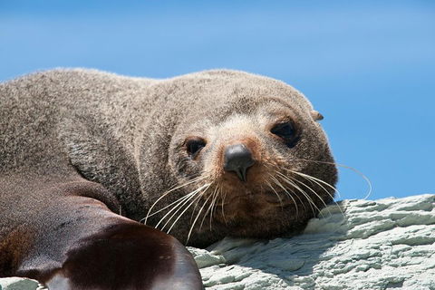 Kangaroo Island 75-Minute Ocean Safari - Pubs Melbourne 1