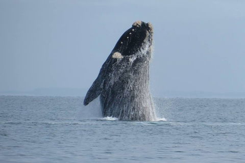 Kangaroo Island 75-Minute Ocean Safari - Pubs Melbourne 2