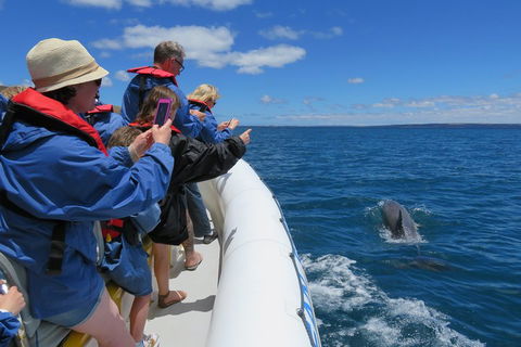 Kangaroo Island 75-Minute Ocean Safari - Pubs Melbourne 3