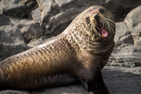 Kangaroo Island 75-Minute Ocean Safari - Pubs Melbourne 5