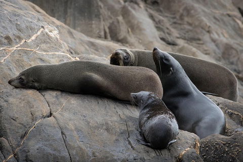 Kangaroo Island Ocean Safari - Snorkeling Safari - Pubs Melbourne 0