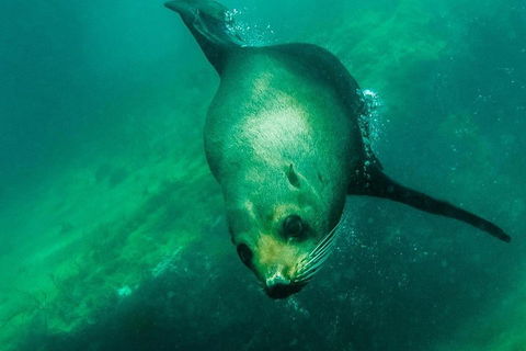 Kangaroo Island Ocean Safari - Snorkeling Safari - Pubs Melbourne 1