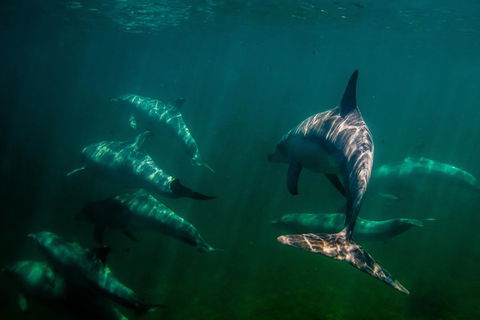 Kangaroo Island Ocean Safari - Snorkeling Safari - Pubs Melbourne 2