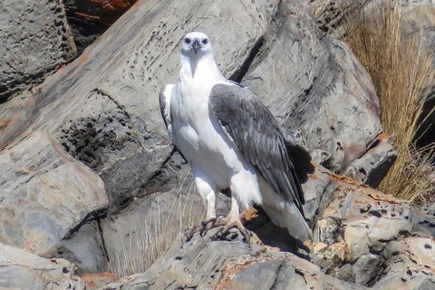 Kangaroo Island Ocean Safari - Snorkeling Safari - Pubs Melbourne 4