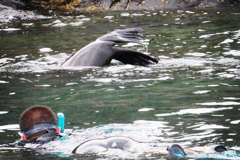 Kangaroo Island Ocean Safari - Snorkeling Safari - Pubs Melbourne 5