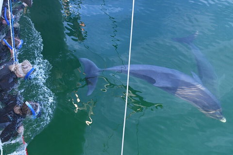 Dolphin Cruise From Adelaide With Optional Dolphin Swim - Pubs Melbourne 0