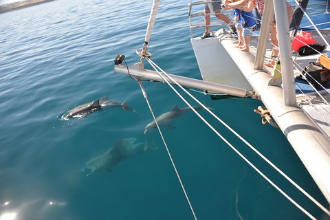 Dolphin Cruise From Adelaide With Optional Dolphin Swim - Pubs Melbourne 1