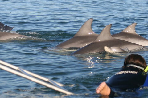 Dolphin Cruise From Adelaide With Optional Dolphin Swim - Pubs Melbourne 2
