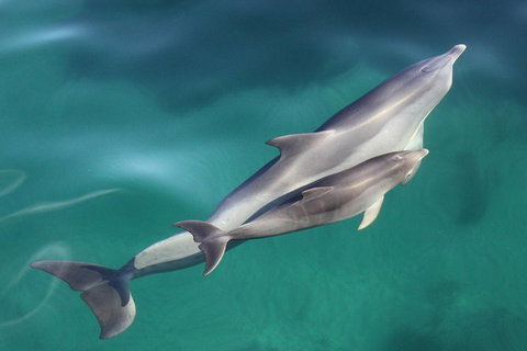 Dolphin Cruise From Adelaide With Optional Dolphin Swim - Pubs Melbourne 4