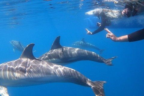 Dolphin Cruise From Adelaide With Optional Dolphin Swim - Pubs Melbourne 5