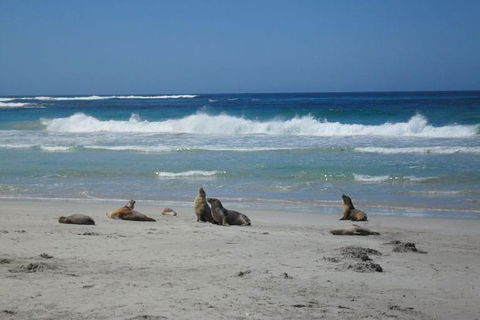 Kangaroo Island In A Day Tour From Adelaide - Pubs Melbourne 1