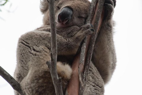2-Day Kangaroo Island 4WD Small-Group Tour From Adelaide - Pubs Melbourne 0