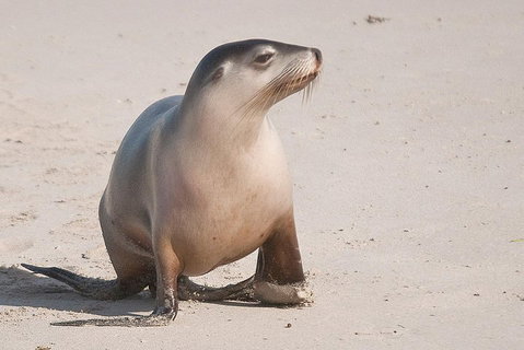 2-Day Kangaroo Island 4WD Small-Group Tour From Adelaide - Pubs Melbourne 4