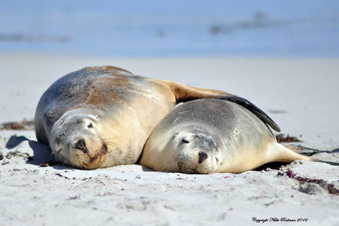 NEW TOUR - Kangaroo Island Road To Recovery Tour (1 Day/1 Night) - Pubs Melbourne 1