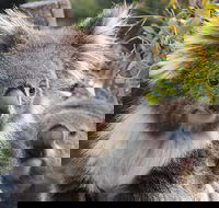 Kuranda Koala Gardens and Birdworld Admission Tickets - Pubs Melbourne