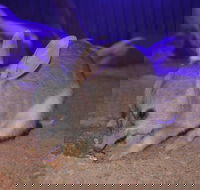 Kuranda Wildlife Experience Three Attraction Pass - Pubs Melbourne