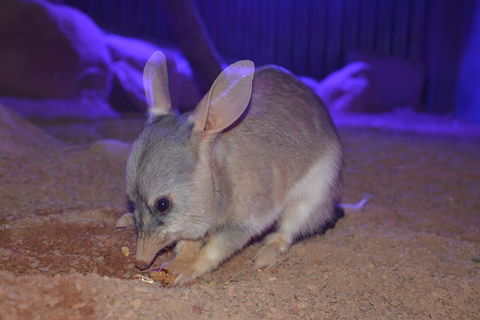 Kuranda Wildlife Experience Three Attraction Pass - Pubs Melbourne 0