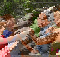 Kuranda Koala Gardens General Entry Ticket - Pubs Melbourne