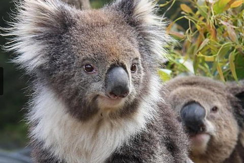 Kuranda Koala Gardens General Entry Ticket - Pubs Melbourne 1