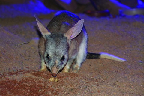 Kuranda Koala Gardens General Entry Ticket - Pubs Melbourne 3