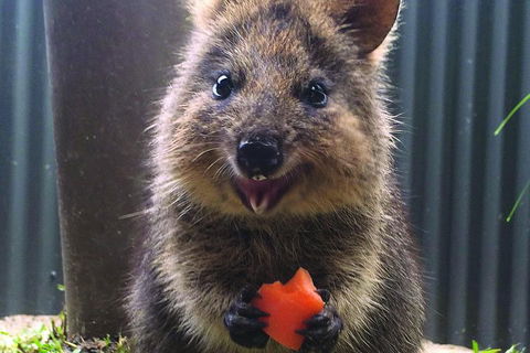 Kuranda Koala Gardens General Entry Ticket - Pubs Melbourne 5