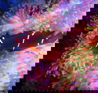 Cairns Aquarium by Twilight with 3-Course Dinner - Pubs Melbourne