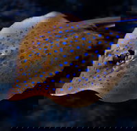 Cairns Aquarium Tour by Twilight with Drink and Appetiser - Pubs Melbourne