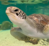 Cairns Aquarium Marine Life Encounter Ticket with 2-Course Lunch - Pubs Melbourne
