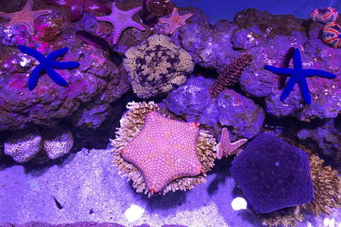 Cairns Aquarium Admission Ticket - Pubs Melbourne 5