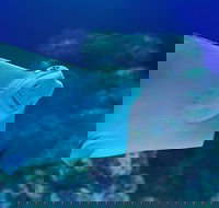 Cairns Aquarium Family Ticket - Pubs Melbourne