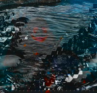 Cairns Aquarium Dive with the Sharks - Pubs Melbourne