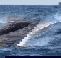Whale Watching by Sea World Cruises - Pubs Melbourne