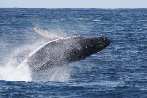 Whale Watching By Sea World Cruises - Pubs Melbourne 0
