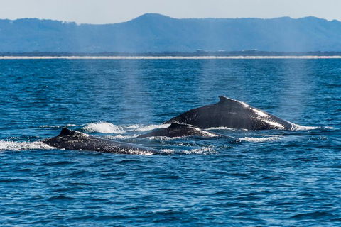 Whale Watching By Sea World Cruises - Pubs Melbourne 4