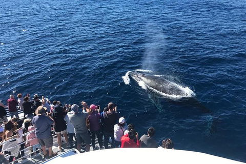 Whale Watching By Sea World Cruises - Pubs Melbourne 5