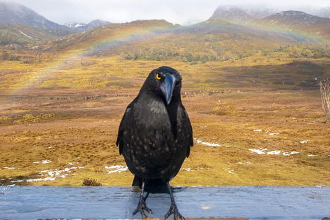 Cradle Mountain Park Explorer Guided Tour - Pubs Melbourne 2