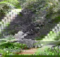 Private Daintree and Cape Tribulation Tour from Port Douglas - Pubs Melbourne