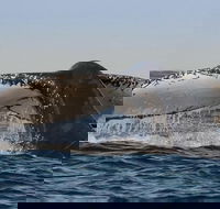 Sydney Whale-Watching Cruise Including Lunch or Breakfast - Pubs Melbourne
