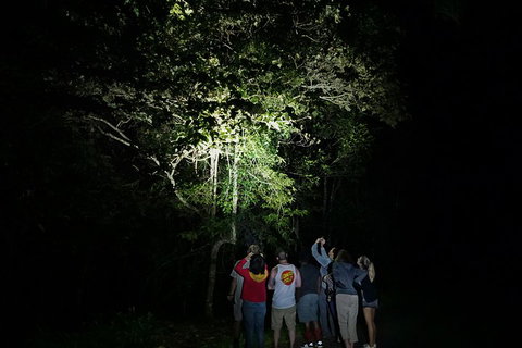 Atherton Tablelands Rain Forest By Night From Cairns - Pubs Melbourne 2