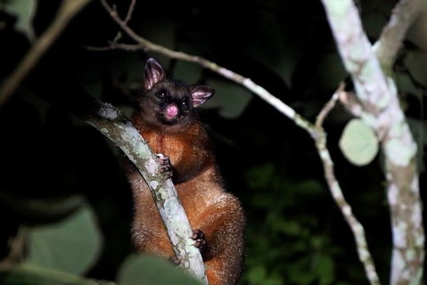 Atherton Tablelands Rain Forest By Night From Cairns - Pubs Melbourne 4