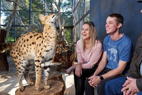 African Cat Encounter At Werribee Open Range Zoo - Pubs Melbourne 0