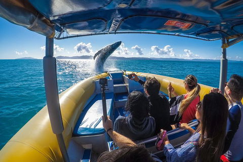 Ocean Rafting Tour To Whitehaven Beach, Hill Inlet Lookout & Top Snorkel Spots - Pubs Melbourne 4