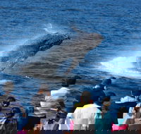 Tangalooma Island Resort Whale Watching Day Cruise - Pubs Melbourne