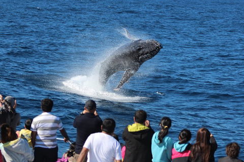 Tangalooma Island Resort Whale Watching Day Cruise - Pubs Melbourne 0