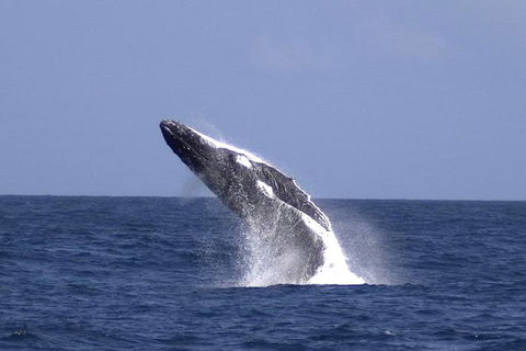 Tangalooma Island Resort Whale Watching Day Cruise - Pubs Melbourne 4