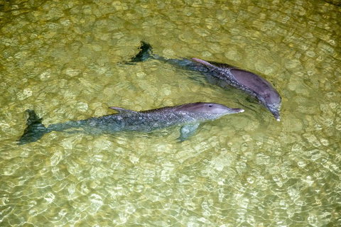 Tangalooma Island Resort Whale Watching Day Cruise With Dolphin Viewing - Pubs Melbourne 0